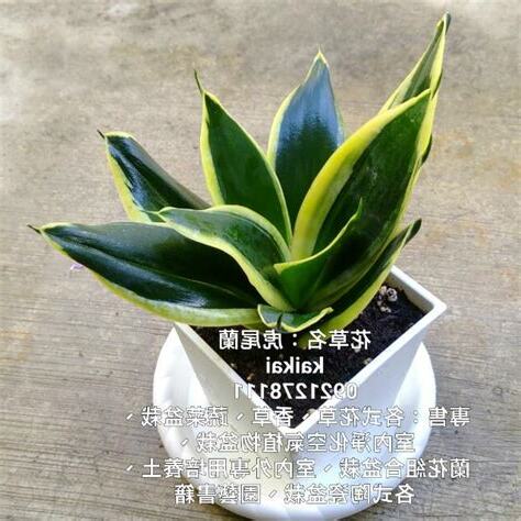虎尾蘭 二氧化碳